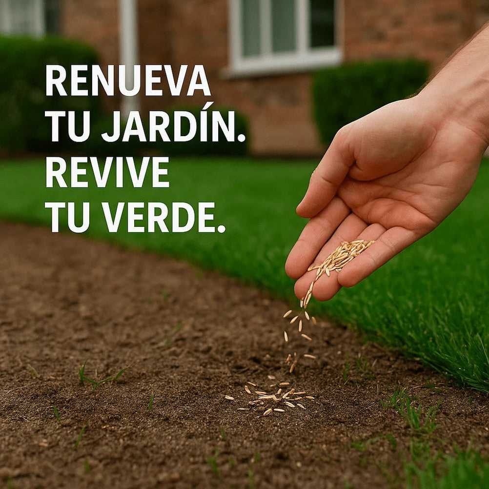 🌱 Semillas de césped enano perenne🌱 ultimas unidades🔥| Crea tu césped perfecto aquí 🌼 - 1