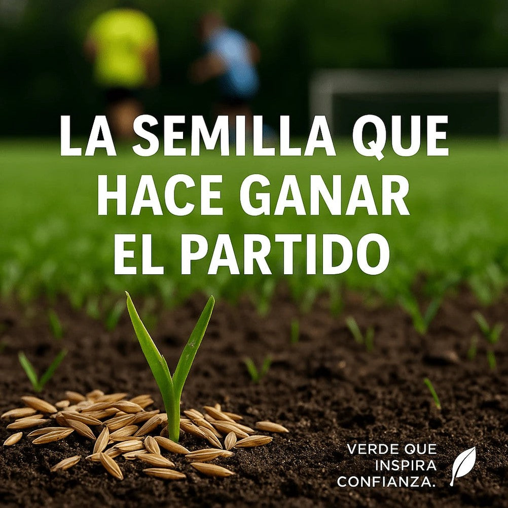 🌱 Semillas de césped enano perenne🌱 ultimas unidades🔥| Crea tu césped perfecto aquí 🌼 - 2