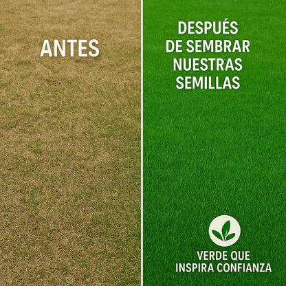 🌱 Semillas de césped enano perenne🌱 ultimas unidades🔥| Crea tu césped perfecto aquí 🌼 - 4